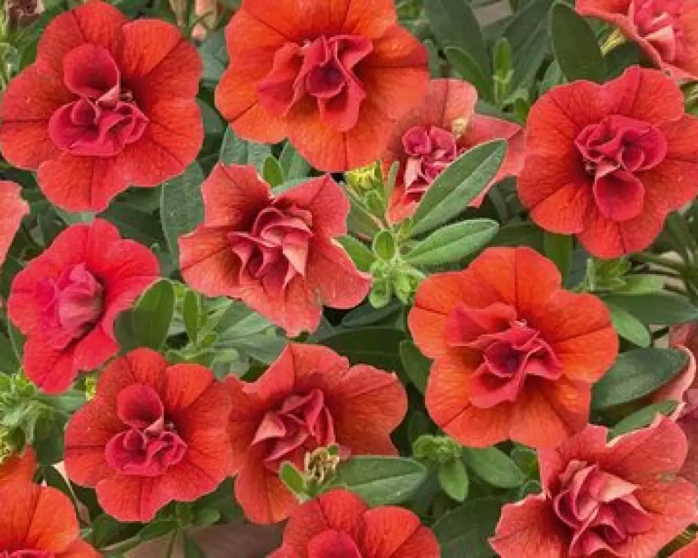 129. Калибрахоа M.F. Neo Double Orange (9 шт.)