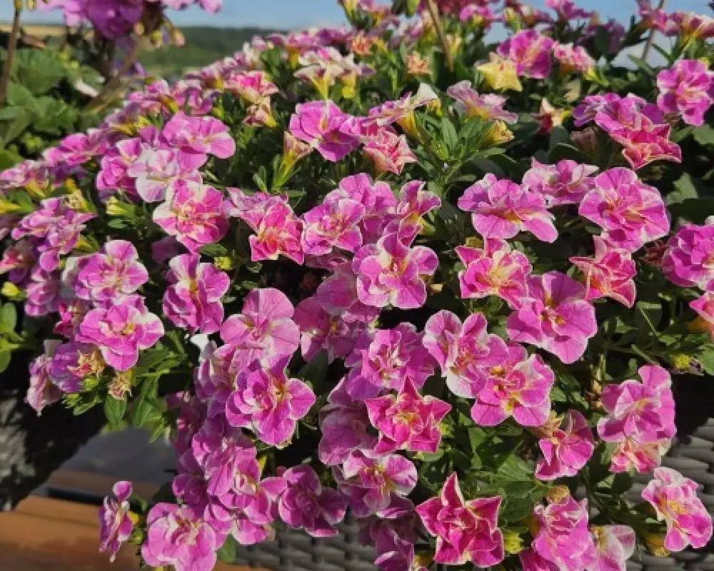 130. Калибрахоа M.F. Neo Double Loopy Pink, 19240 (9 шт.)