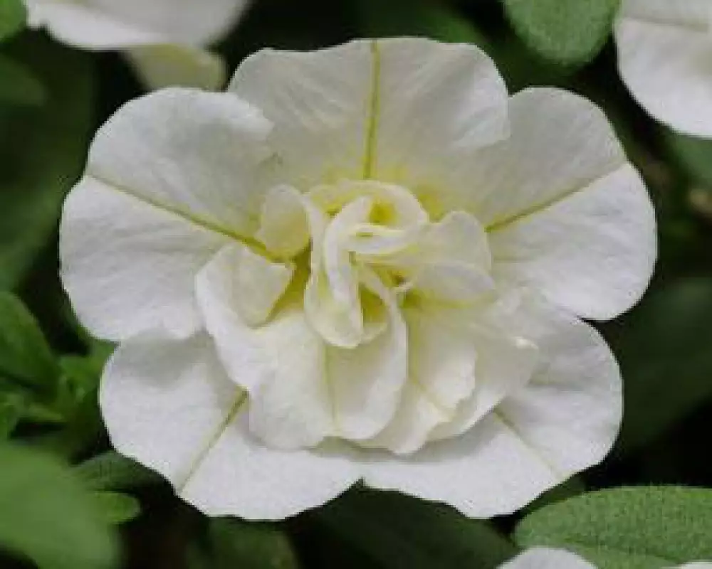 132. Калибрахоа M.F. Neo Double White Elegance (9 шт.)