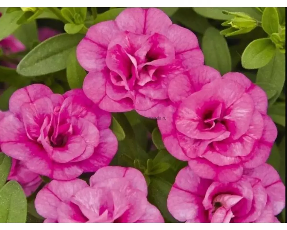 135. Калибрахоа M.F. Uno Double Pink Mania (9 шт.)