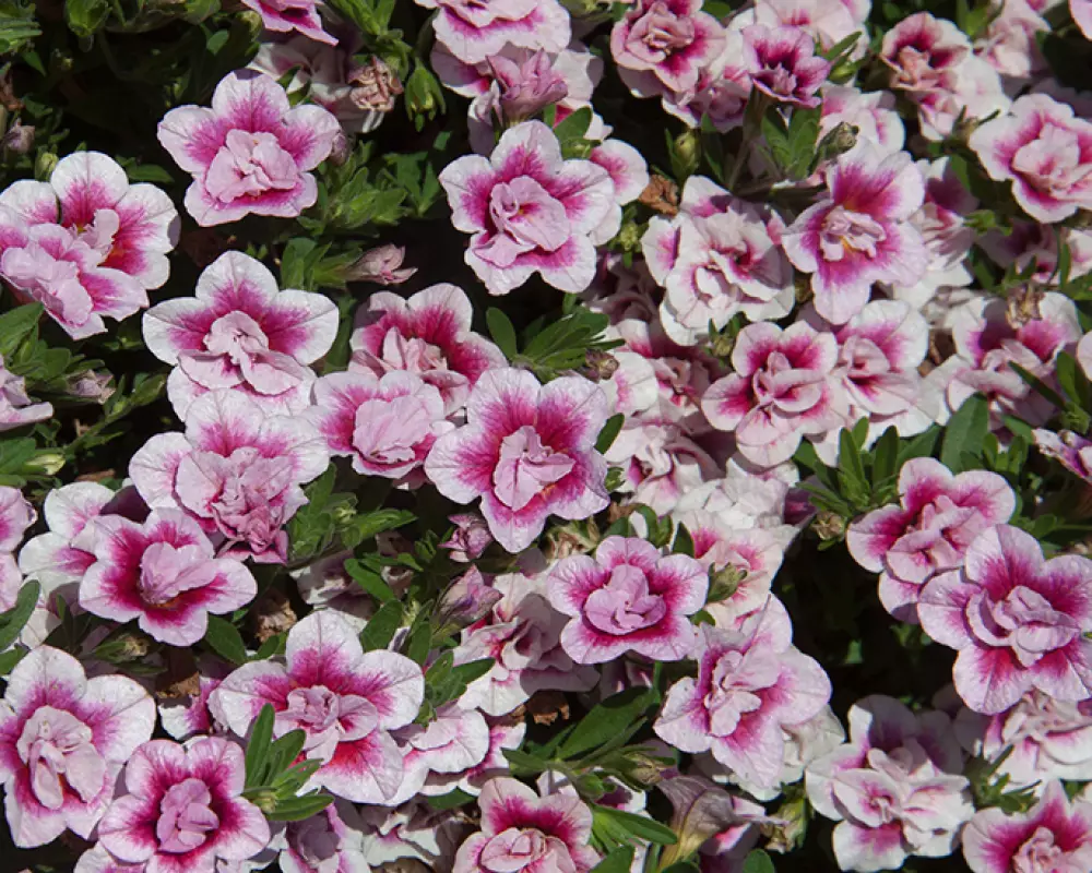 136. Калибрахоа M.F. Uno Double Pink Tastic (9 шт.)