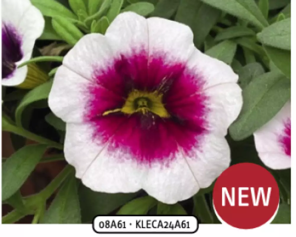 141. Калибрахоа Fresh and Fruity Panna Cotta (9 шт.)
