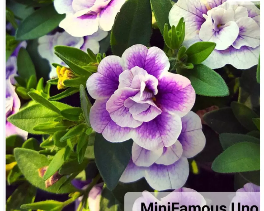 142. Калибрахоа MinIFamous uno Double Light Violet (9 шт.)