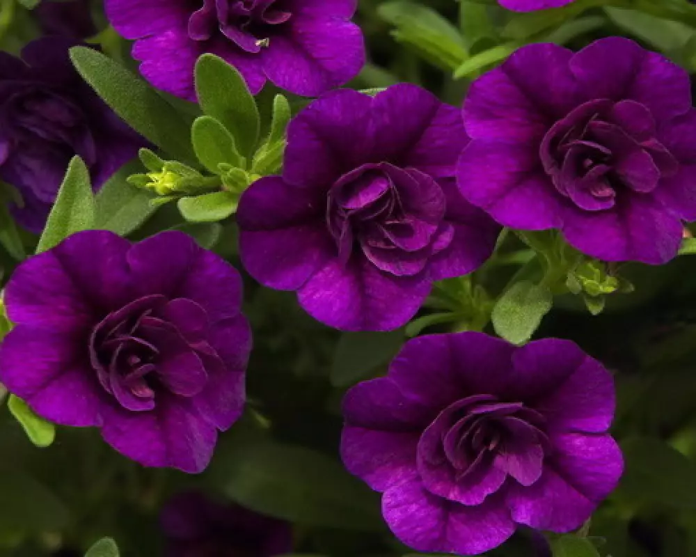 143. Калибрахоа M.F. NEO DOUBLE PURPLE ICE (9 шт.)