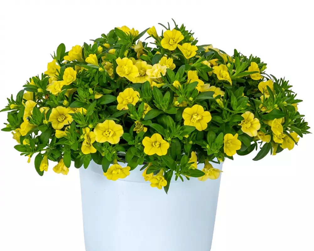 146. Калибрахоа M.F. NEO DOUBLE YELLOW (9 шт.)