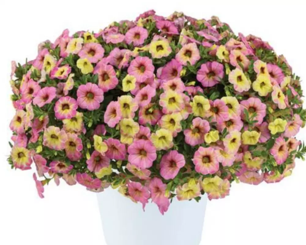 148. Калибрахоа Ombre Pink (9 шт.)
