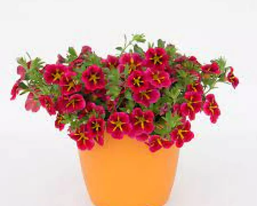 152. Калибрахоа Rave Cherry (9 шт.)