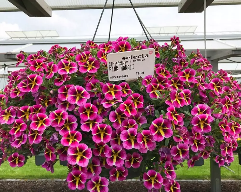 154. Калибрахоа Rave Pink Hawaii (9 шт.)