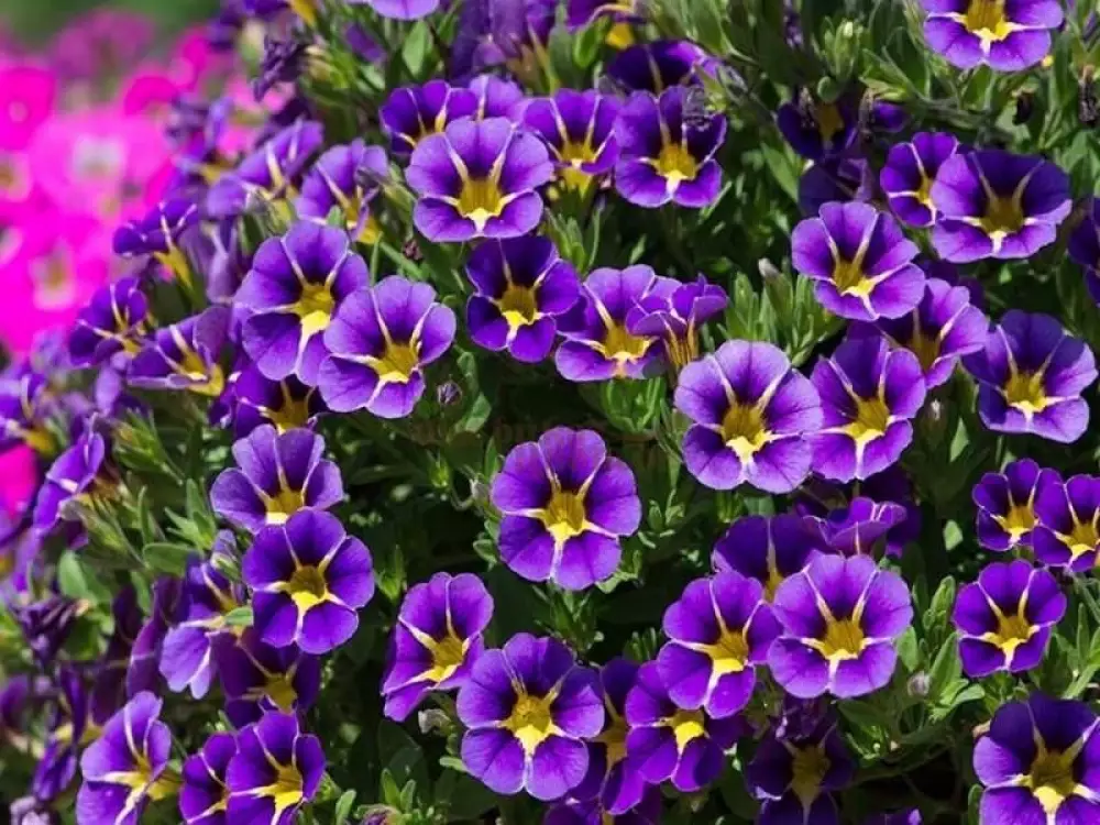 15202. Калибрахоа Rave Violet (9 шт.)