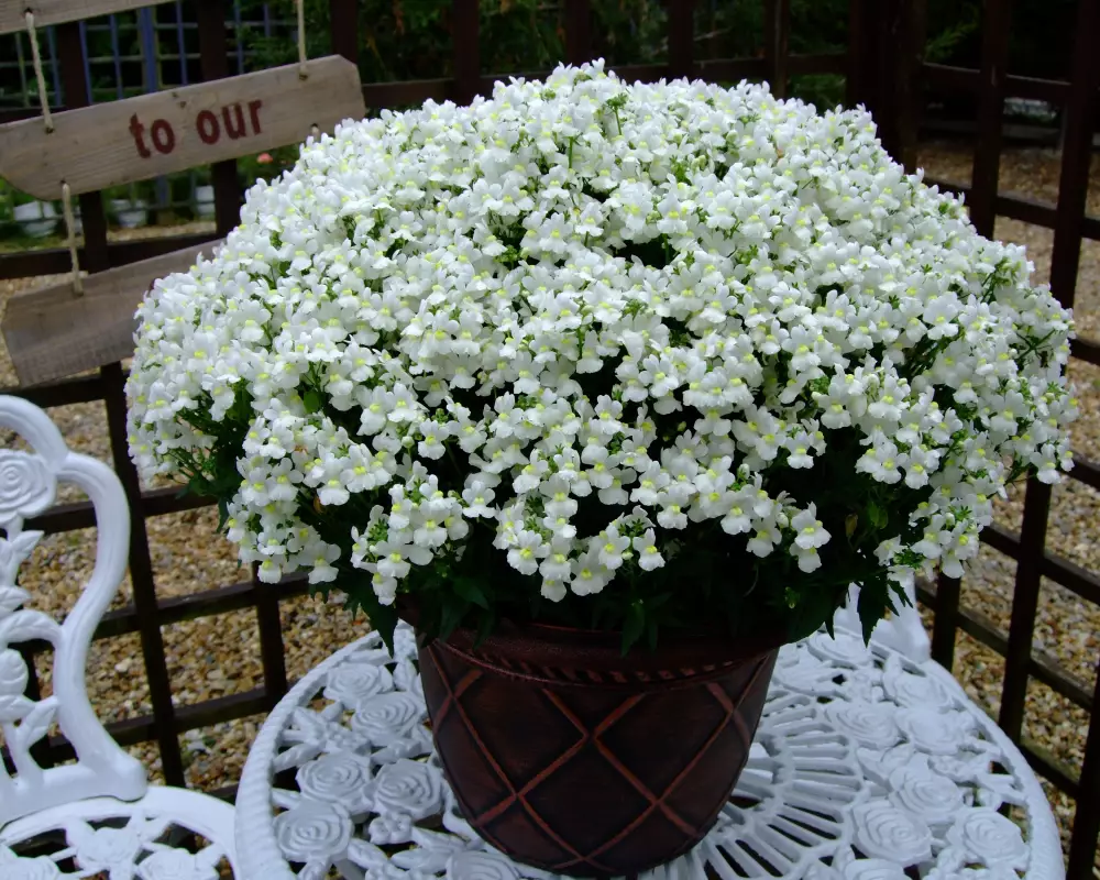 16916. Немезия Sunpeddle White Perfume (9 шт.)
