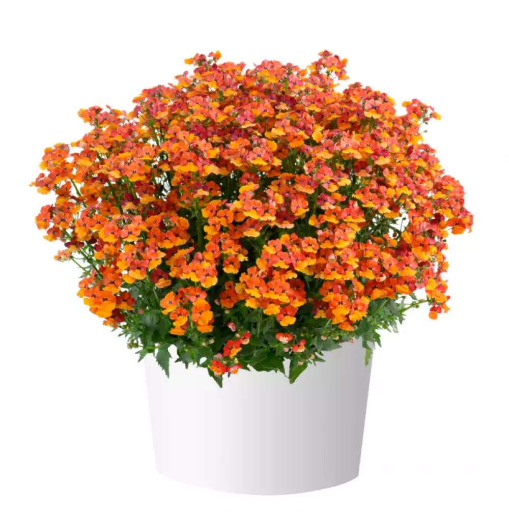 16925. Немезия Nesia Tangerine (9 шт.)