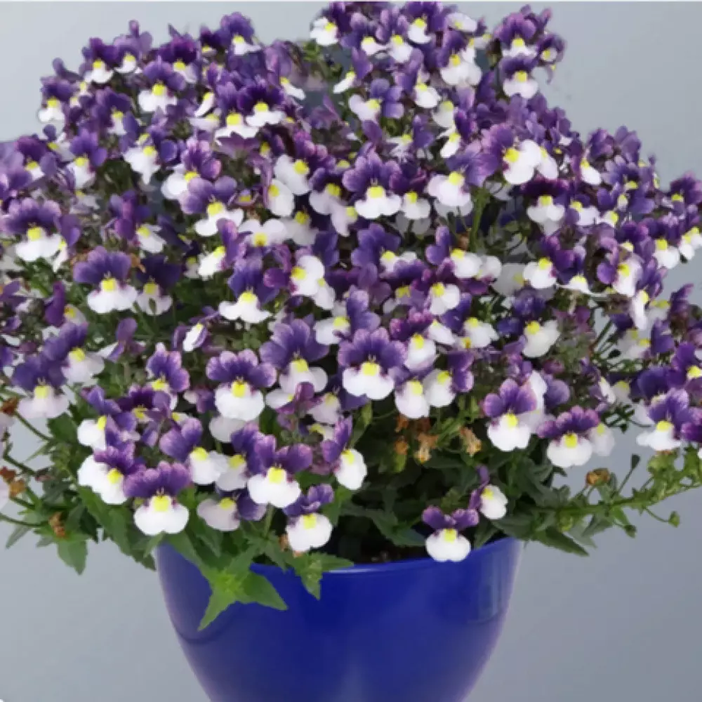 16917. Немезия Sunpeddle Plum White (9 шт.)