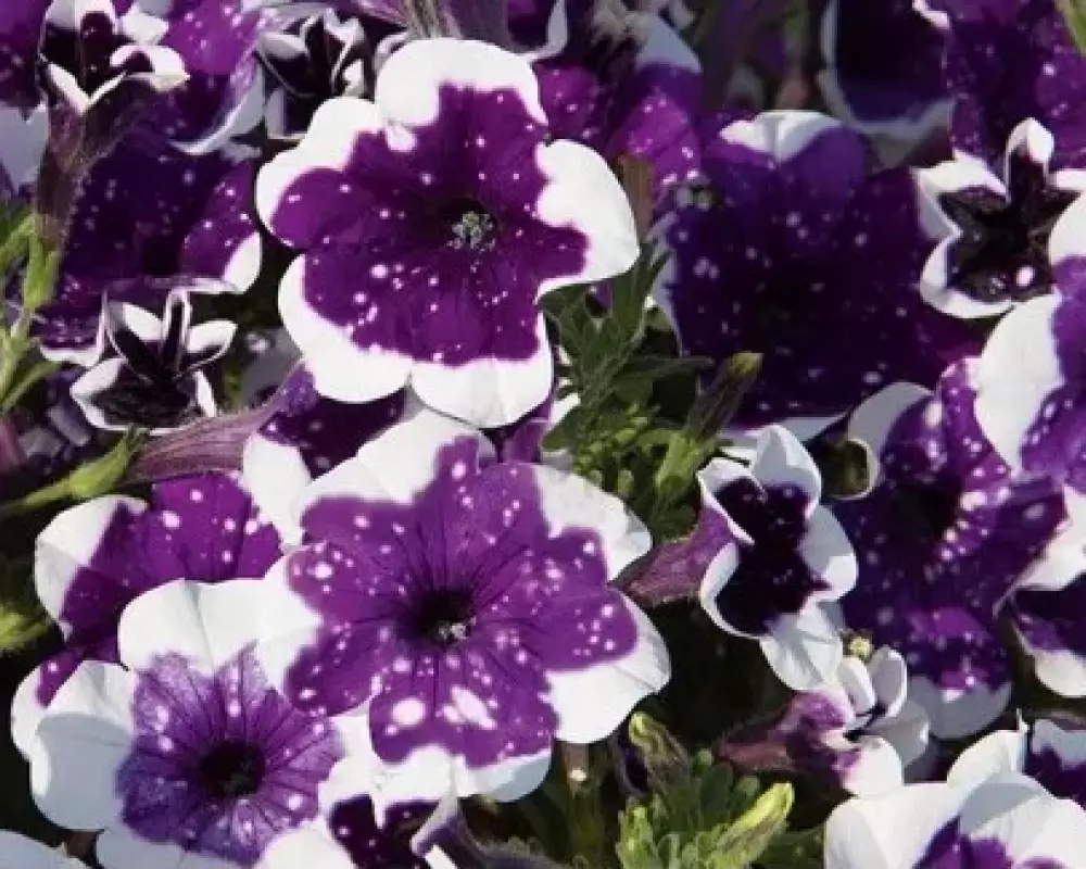 176. Петуния AlpeTunia Glacier Sky (9 шт.)