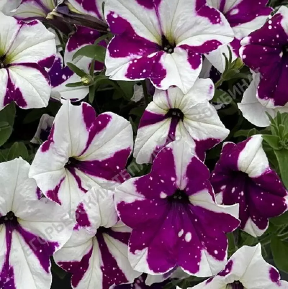 178. Петуния AlpeTunia Purple White Sky (9 шт.)