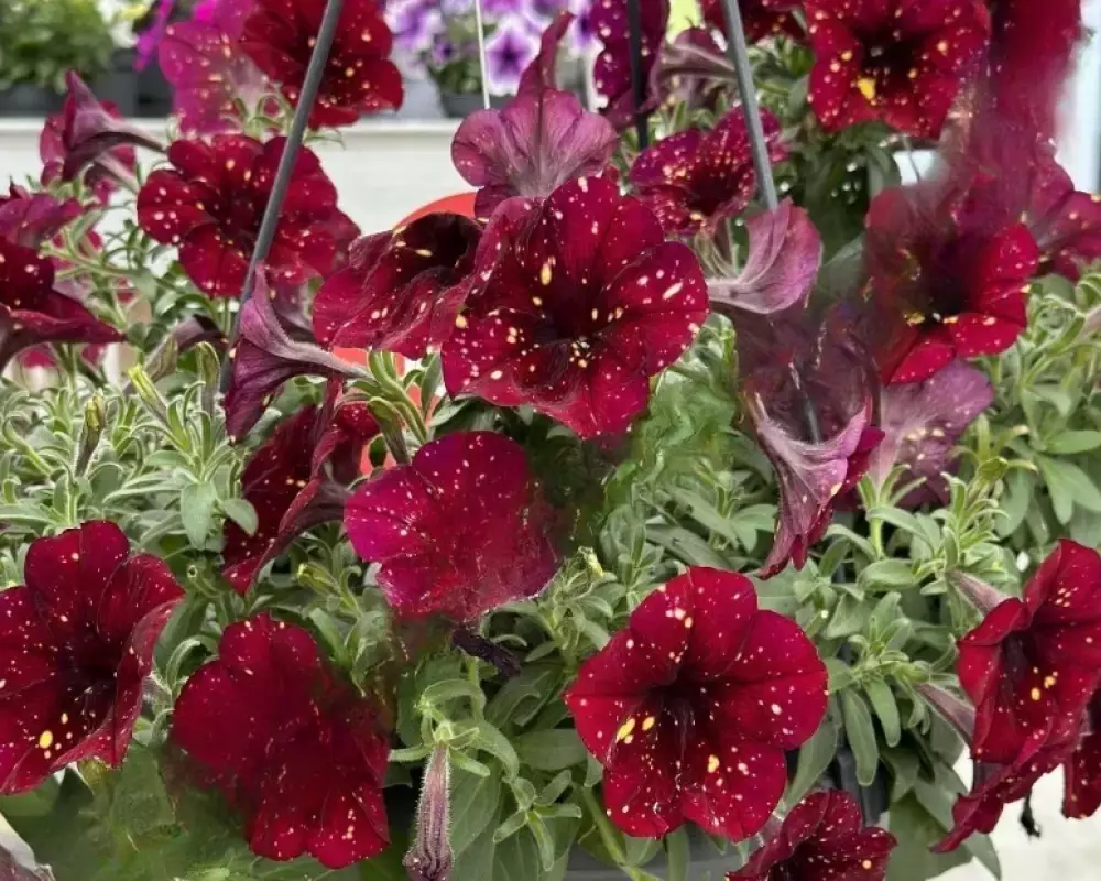 17801. Петуния AlpeTunia Burgundy (9 шт.)