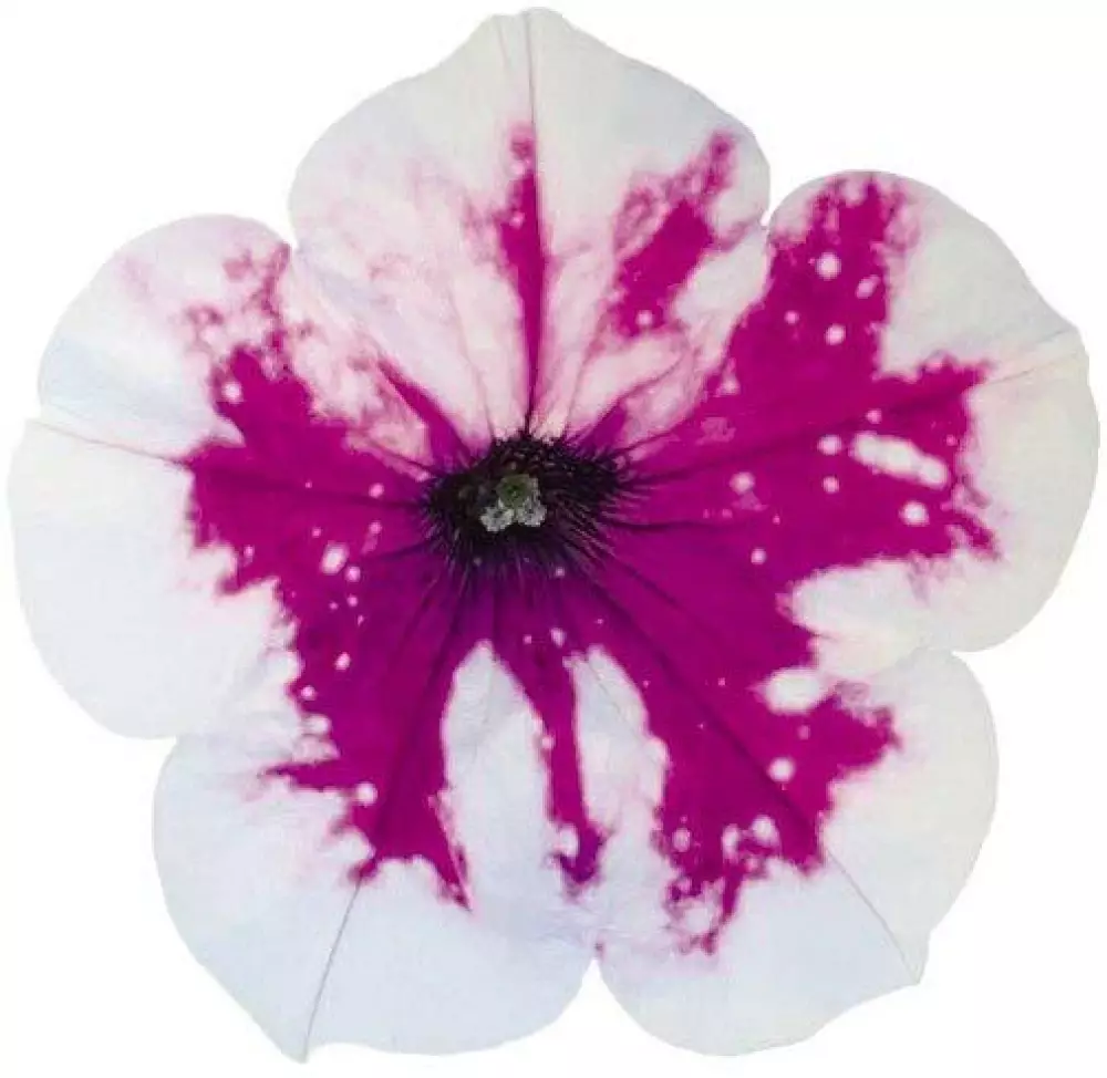17802. Петуния AlpeTunia Purple White (9 шт.)