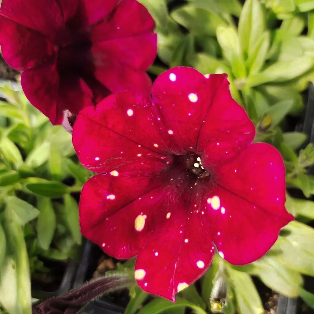 175. Петуния AlpeTunia Burgundy Sky (9 шт.)