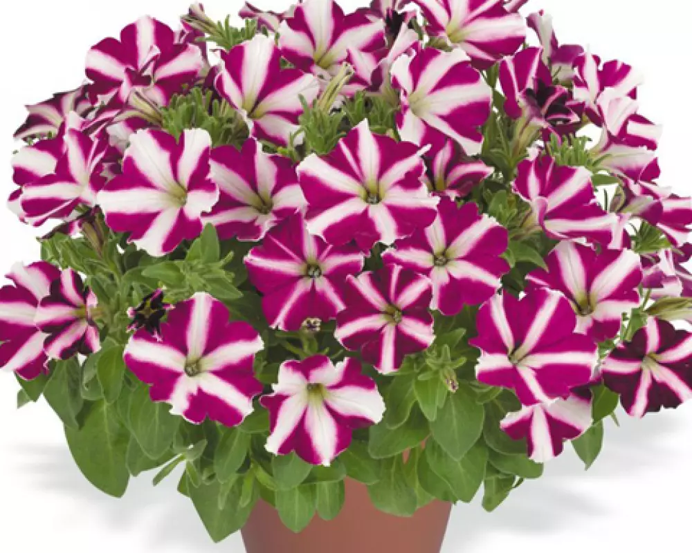 182. Петуния Amore Joy (9 шт.)