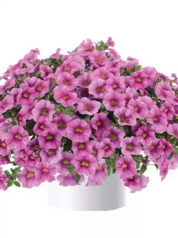 118. Калибрахоа Colibri Pink Lace (9 шт.)