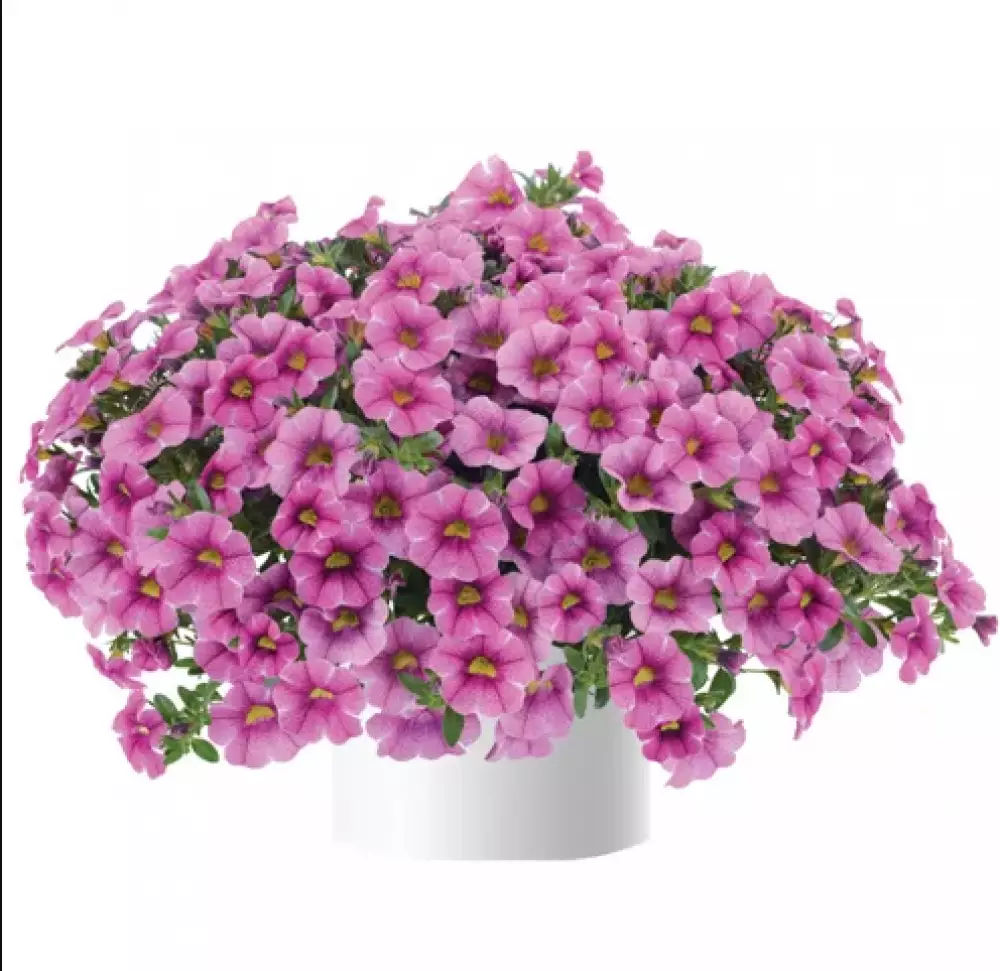 118. Калибрахоа Colibri Pink Lace (9 шт.)