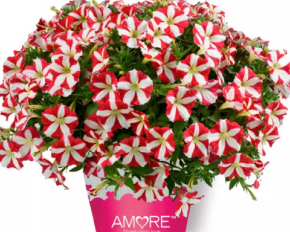 183. Петуния Amore King of Hearts Impr. (9 шт.)