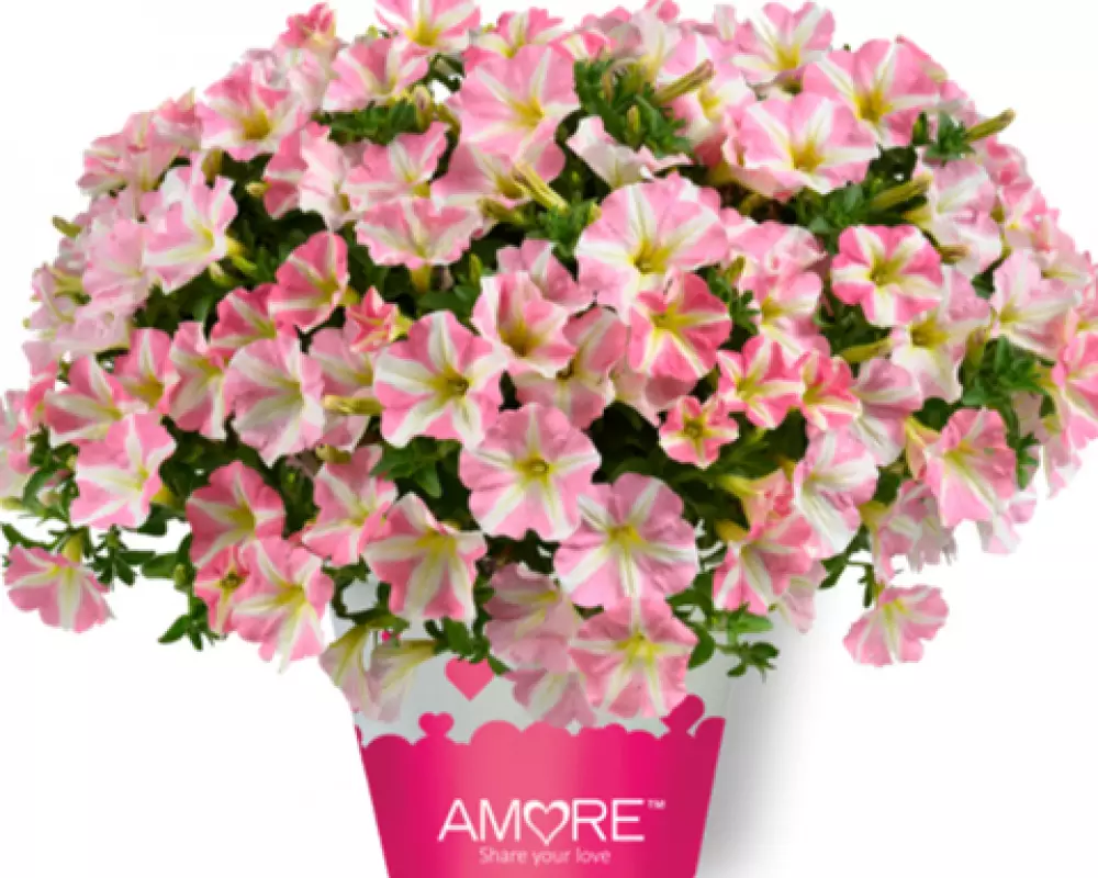 184. Петуния Amore Princess Pink (9 шт.)