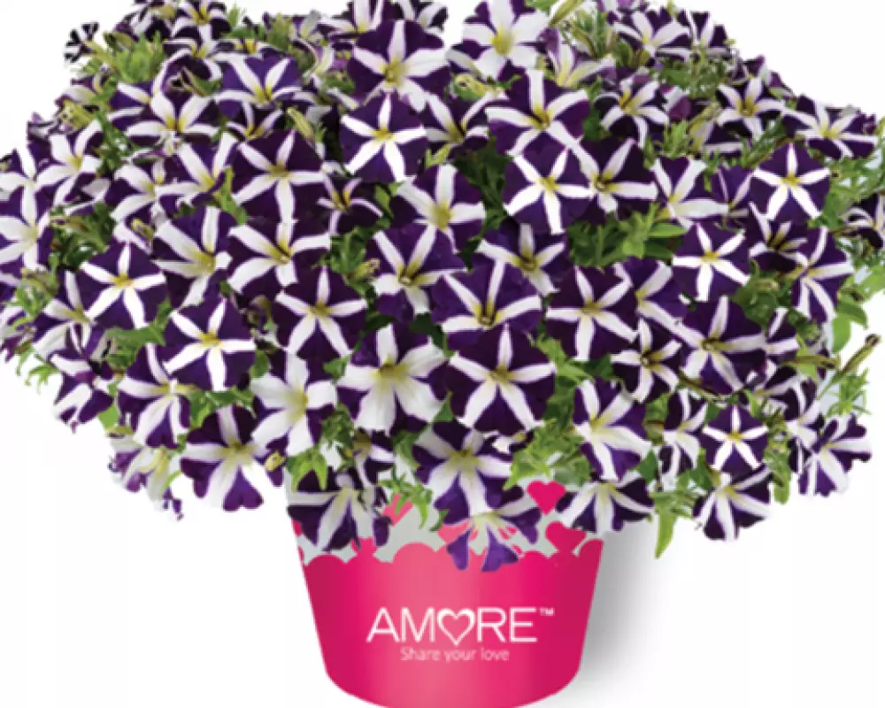 185. Петуния Amore Purple (9 шт.)