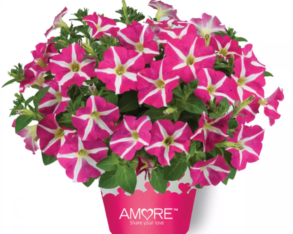 18601. Петуния Amore Pink Hearts (9 шт.)