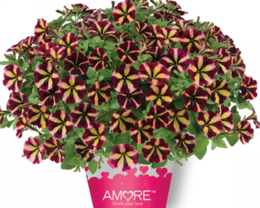 187. Петуния Amore Fiesta (9 шт.)