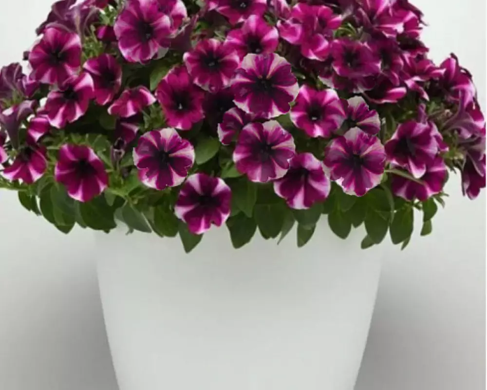 188. Петуния Bonnie Magenta Star (9 шт.)