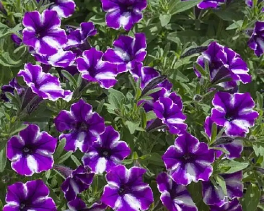 190. Петуния Bubbles Lavender Twist (9 шт.)