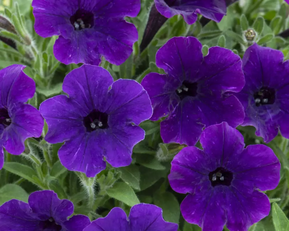 191. Петуния Bubbles Violet Blue (9 шт.)