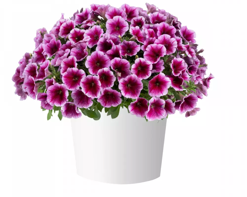 194. Петуния Capella Fuchsia Lace (9 шт.)