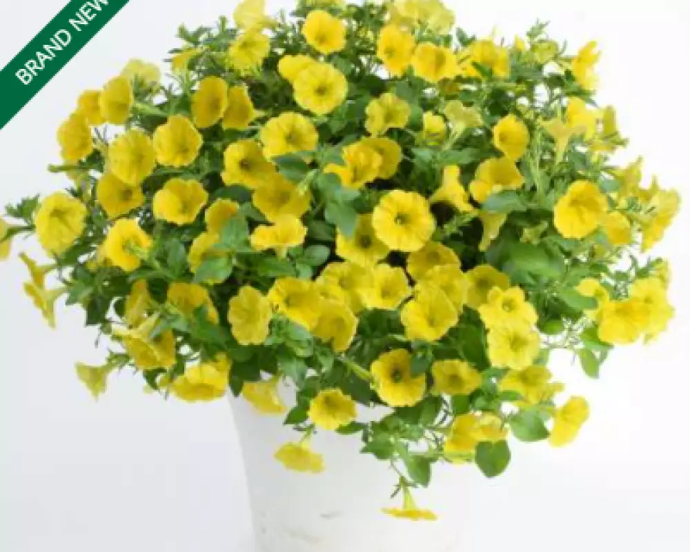 196. Петуния Capella Hello Yellow (9 шт.)