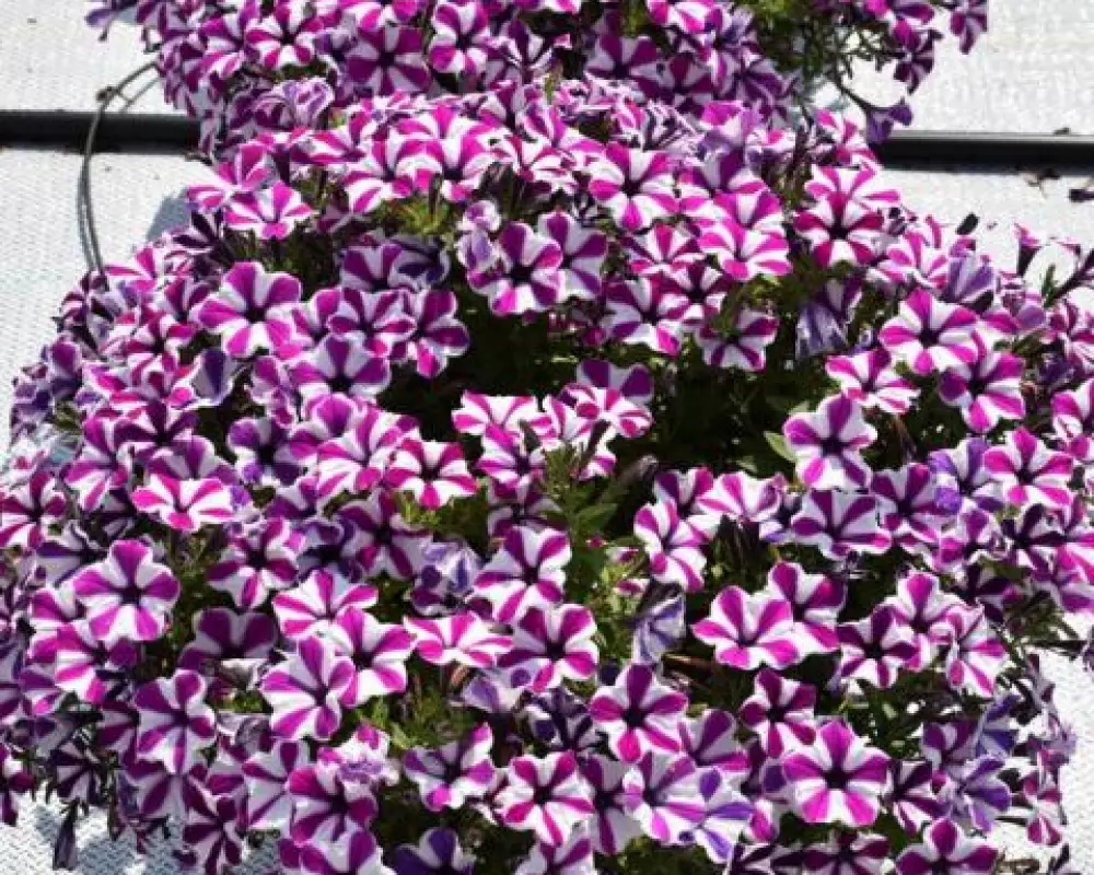 197. Петуния Capella Magenta Diamond (9 шт.)