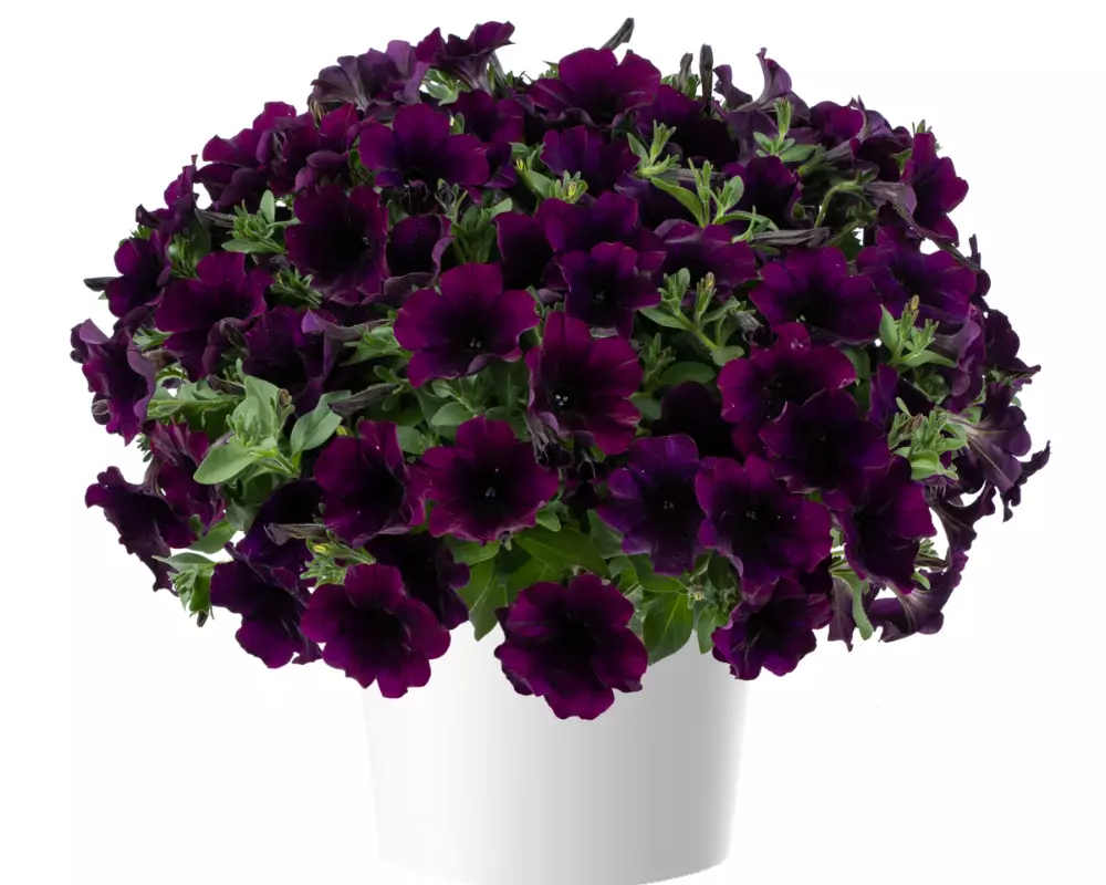 198. Петуния Capella Mulberry (9 шт.)