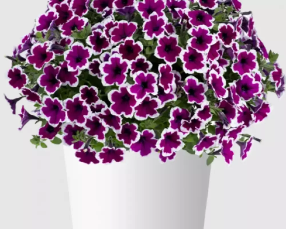 199. Петуния Capella Rim Raspberry (9 шт.)