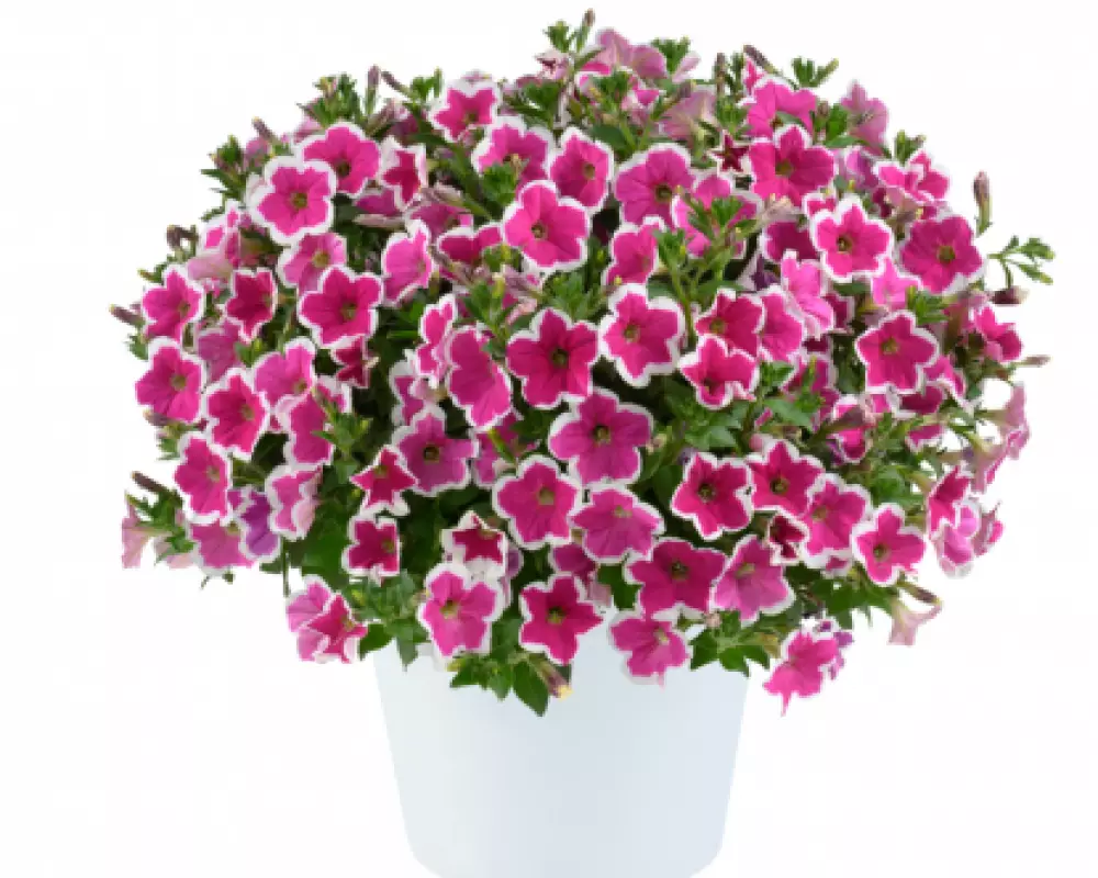 19901. Петуния Capella Rim Fuchsia (9 шт.)