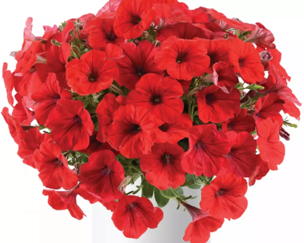 200. Петуния Capella Ruby Red Impr. (9 шт.)