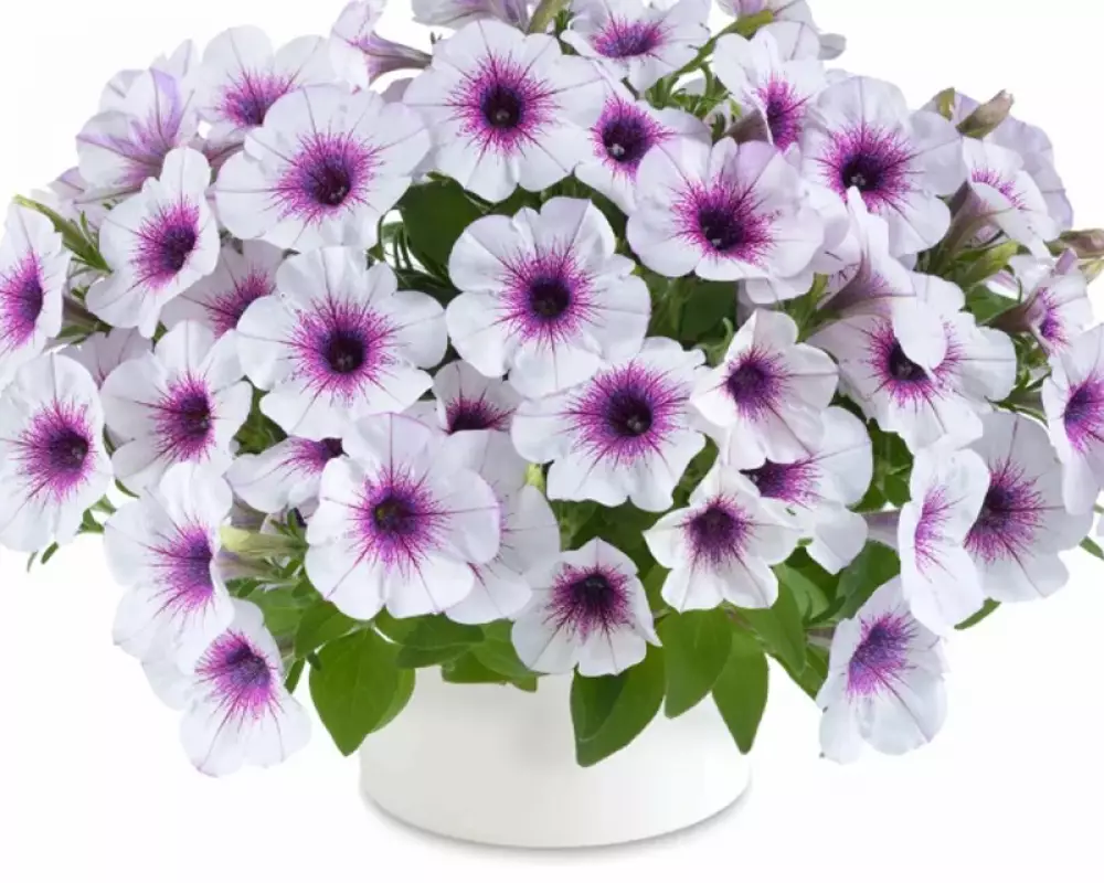20101. Петуния Capella Purple Vein (9 шт.)