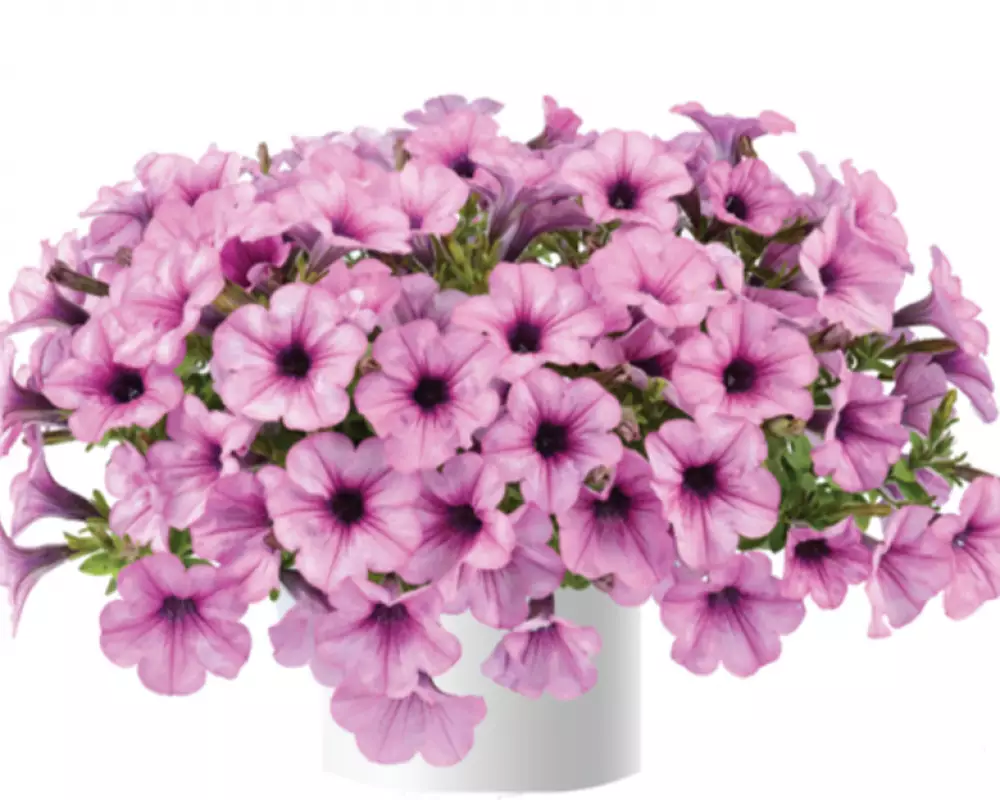 20102. Петуния Capella Pink Lace (9 шт.)