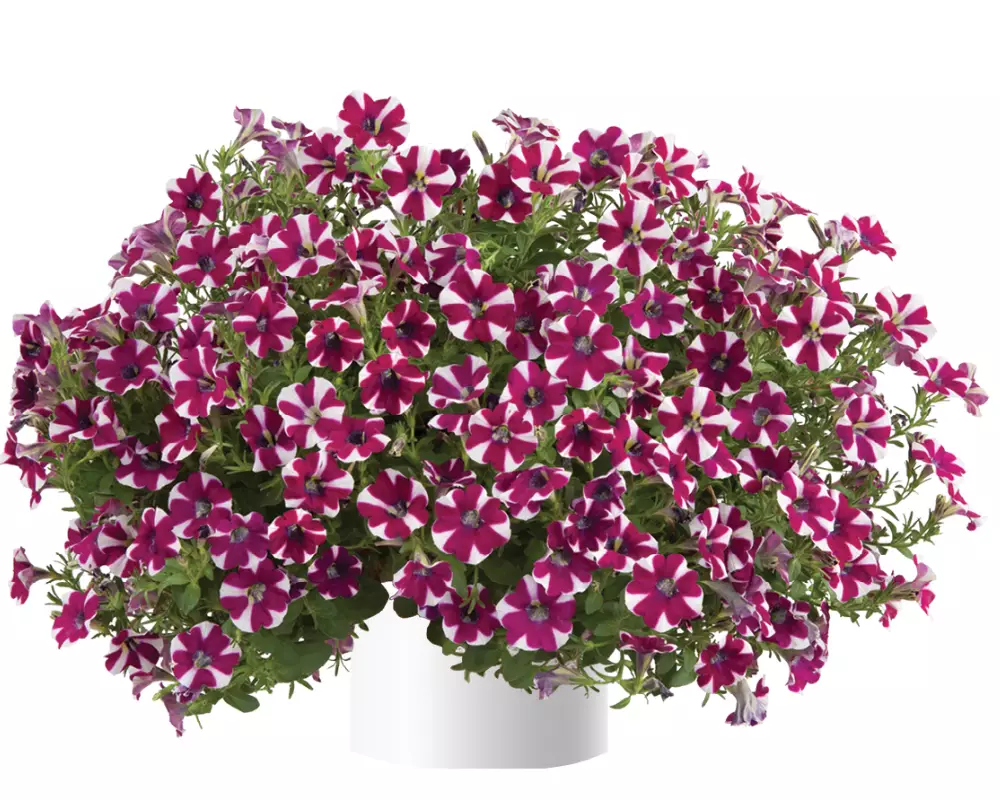 202. Петуния Cascadias Bicolor Cabernet (9 шт.)