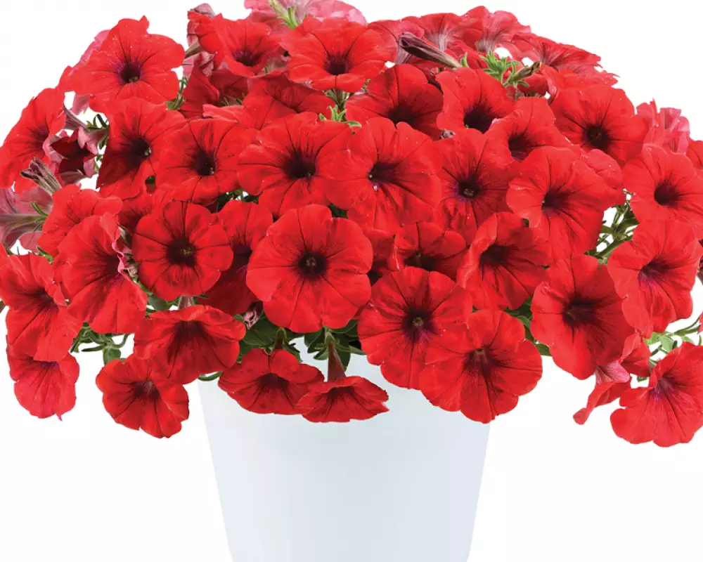 203. Петуния Cascadias Chili Red (9 шт.)