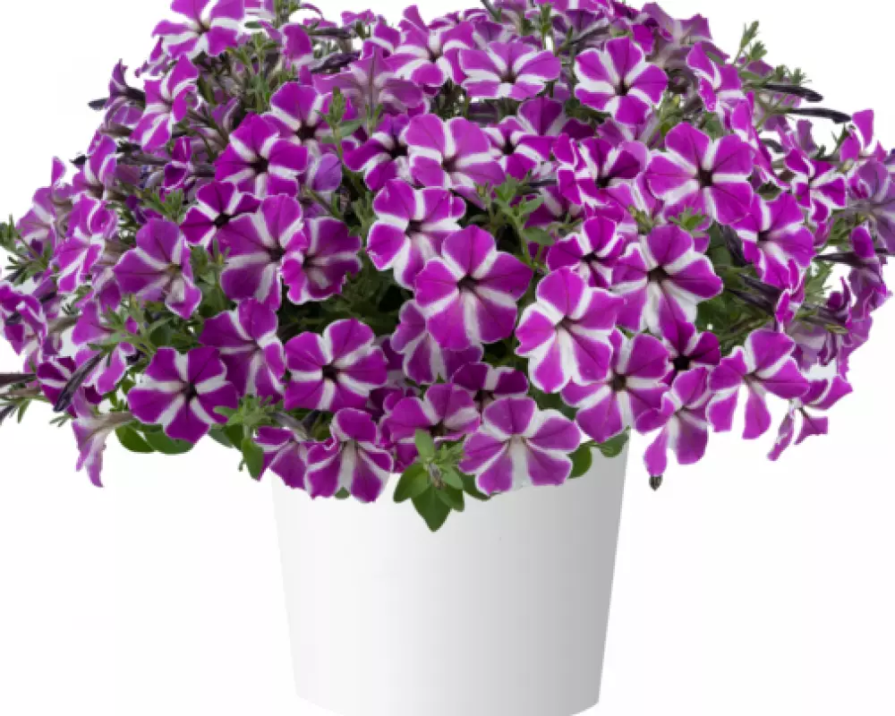 204. Петуния Cascadias Fuchsia Gem (9 шт.)