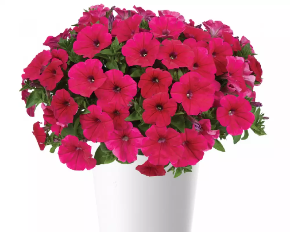 205. Петуния Cascadias Fuchsia (9 шт.)