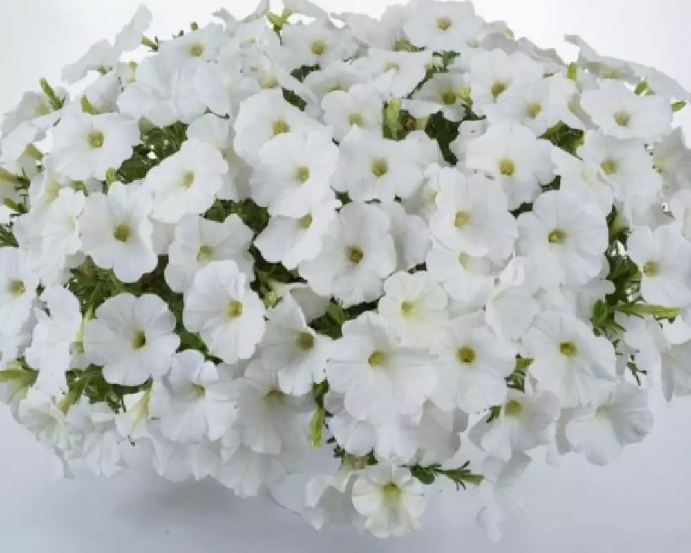 206. Петуния Cascadias Iceberg (9 шт.)