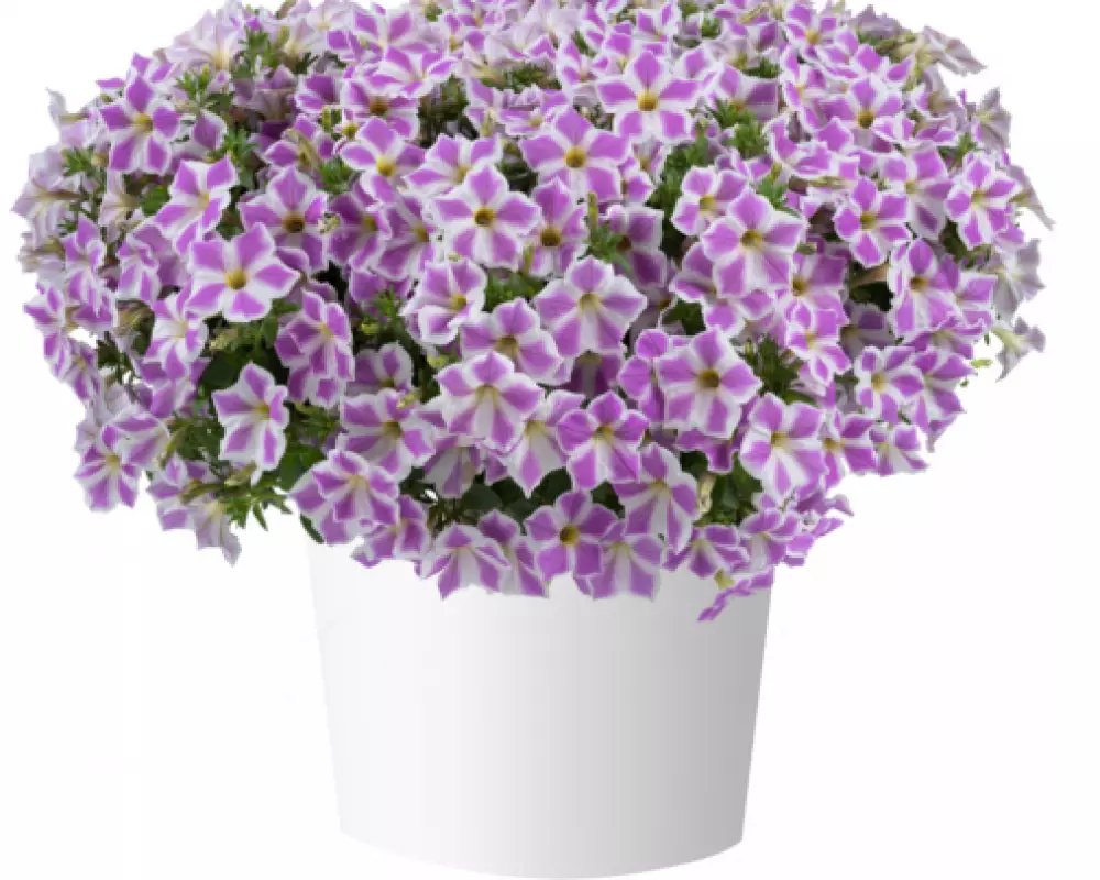 208. Петуния Cascadias Lilac Frost (9 шт.)