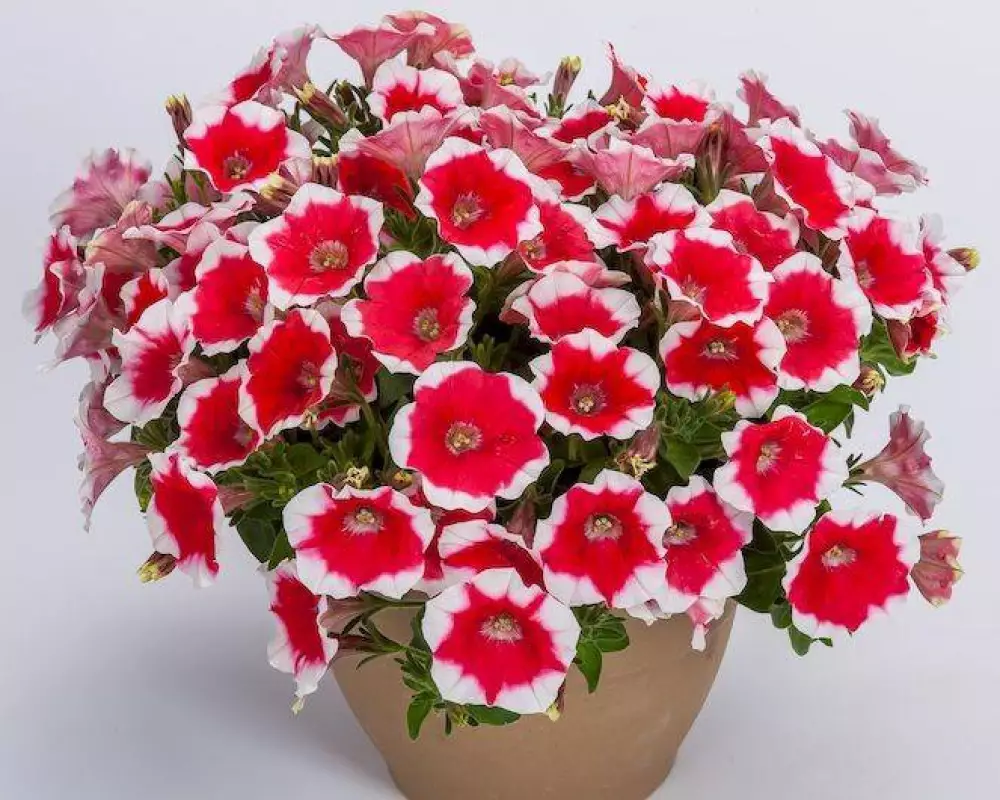 210. Петуния Cascadias Cherry Vanilla (9 шт.)