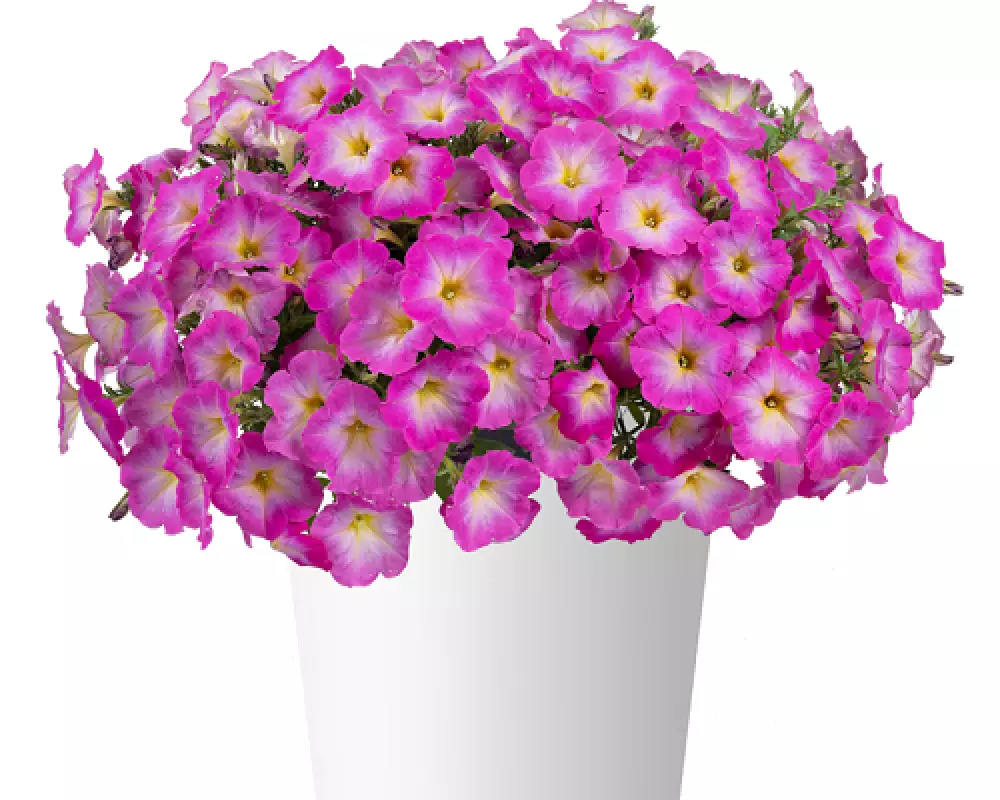 21001. Петуния Cascadias Fantasy Hot Pink (9 шт.)