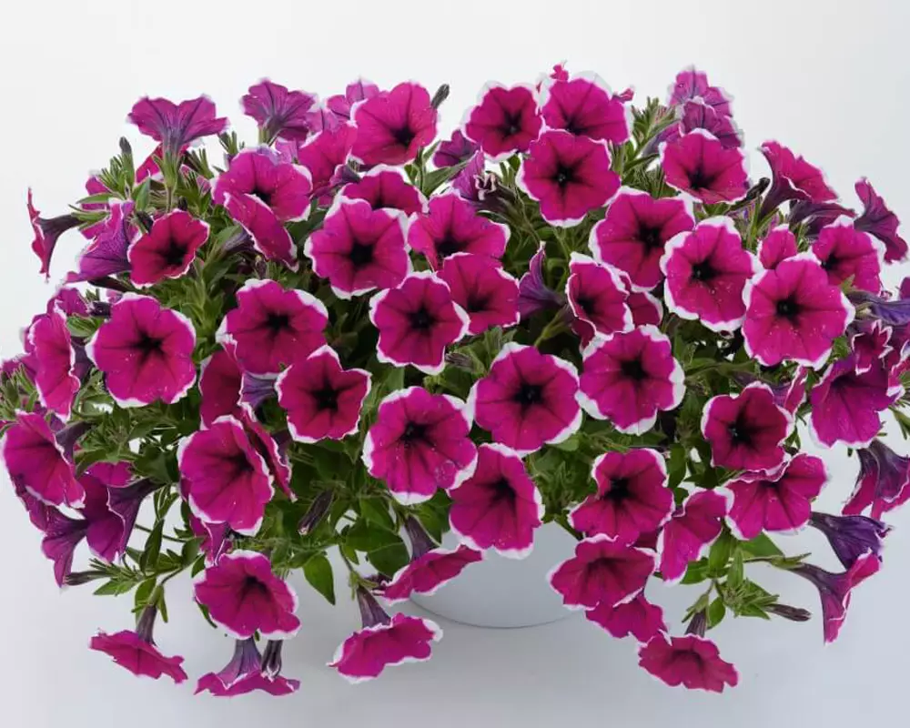 211. Петуния Cascadias Rim Cherry Impr. (9 шт.)